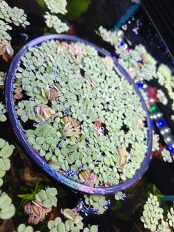 Salvinia with Floating Rings