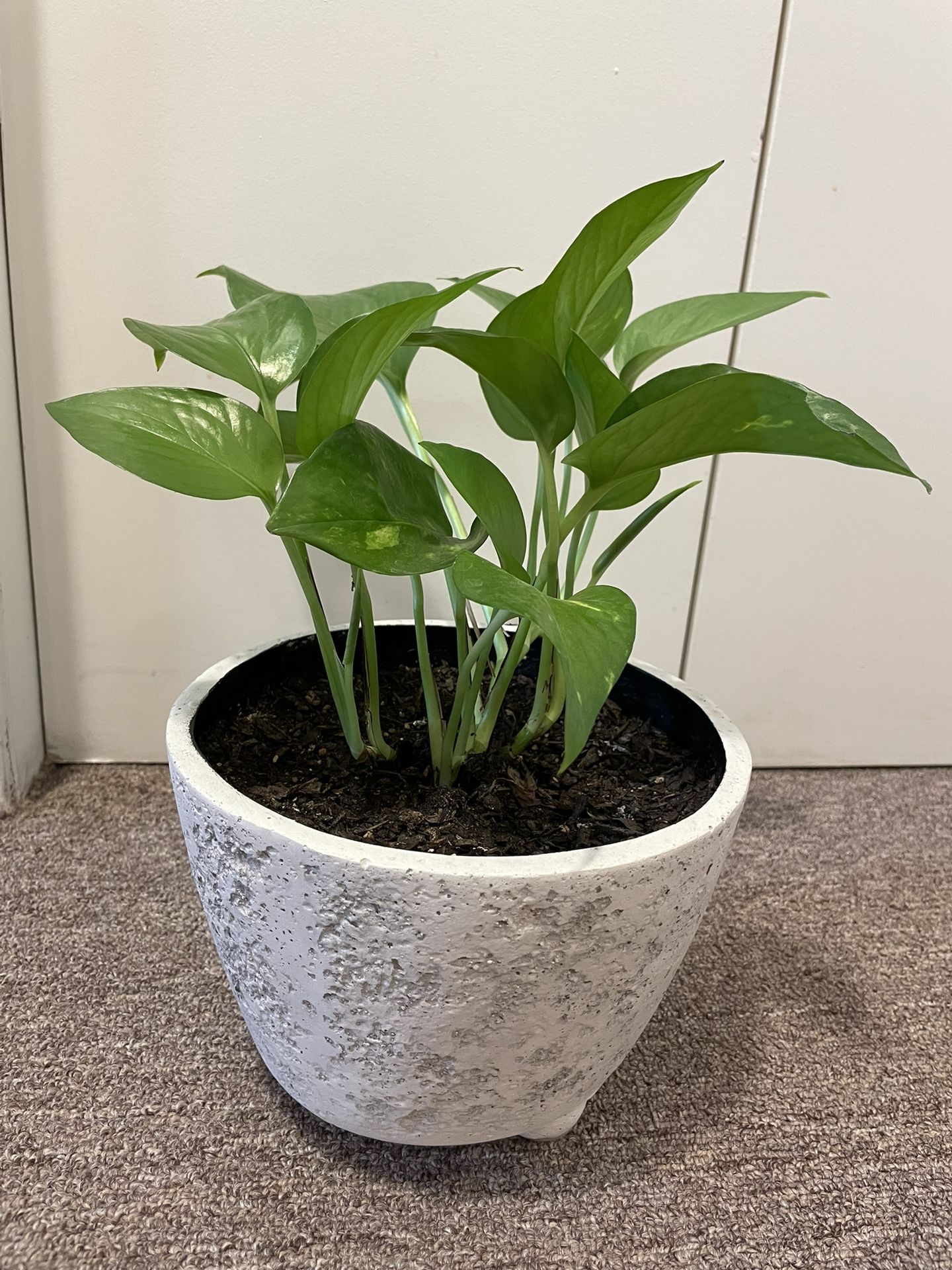 Potted Pothos Plant Stone Look 8” Pot