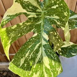 Monstera Tahi Constellation 