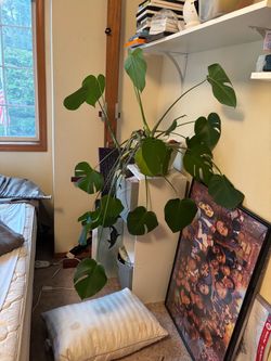 House plant - Monstera