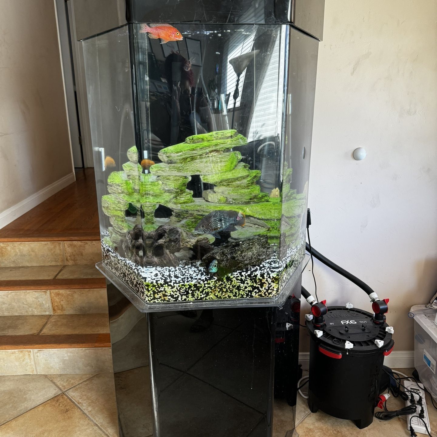 65 Gal Hexagon Acrylic fish Tank for Sale in Lakeside, CA - OfferUp