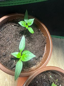 Bell Peppers