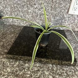 Spider Plant