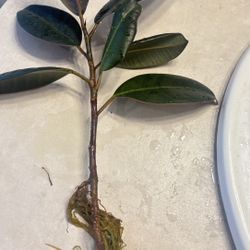 Rooted Rubber Tree Cutting 