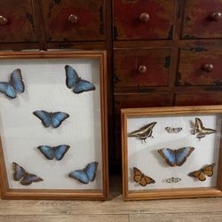 Pinned Framed Dried Real Buttery Set 