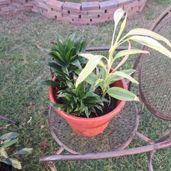 Multiple Plants Lively 