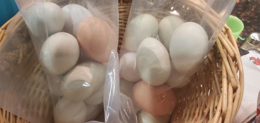 Hatching Eggs