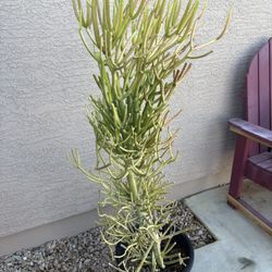 15 Gal Fire-stick Plant