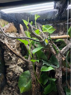 Emerald tree skink enclosure/tank