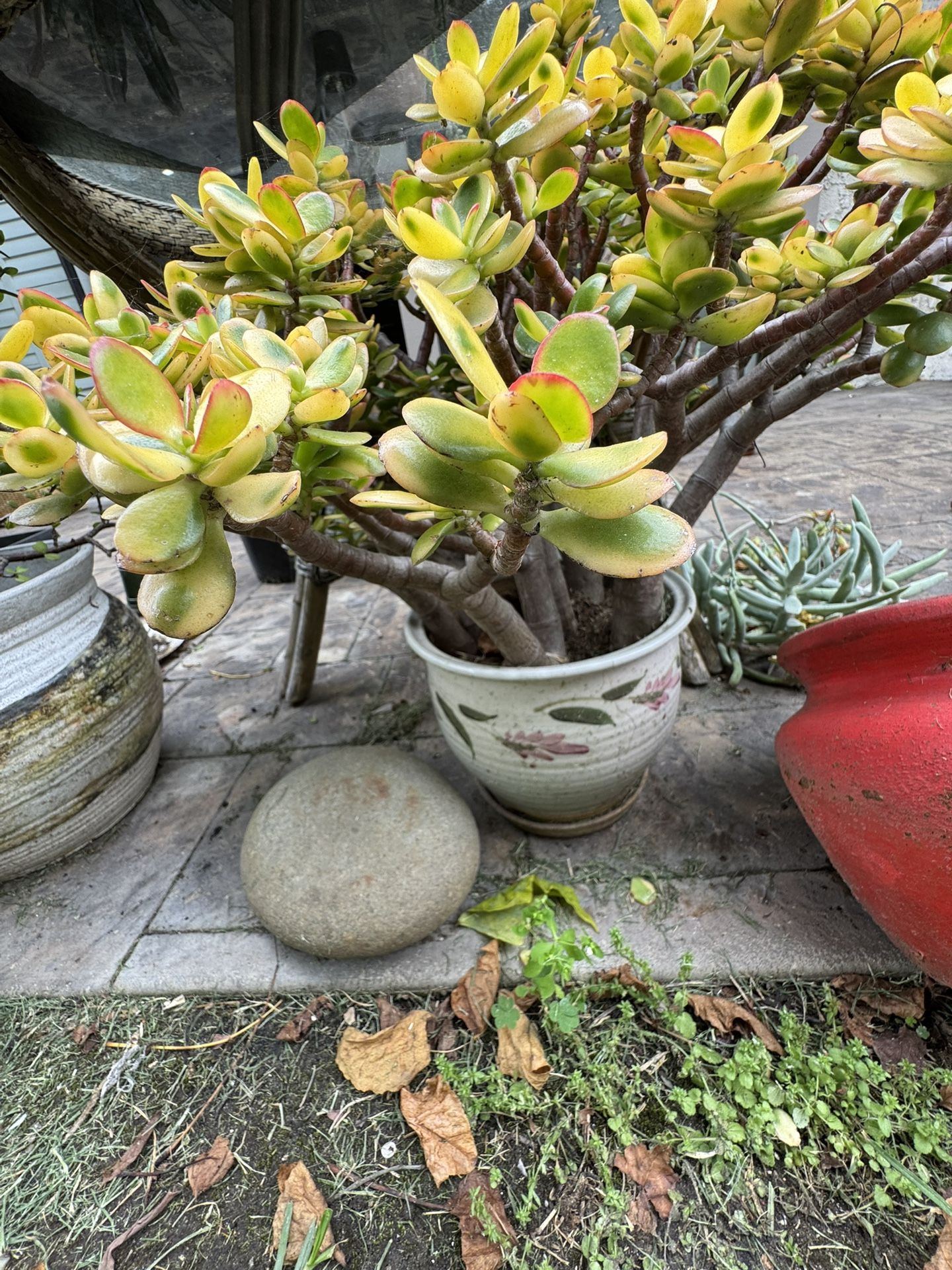 Jade Plant In A Ceramic Pot.