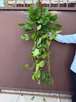 6” golden pothos 