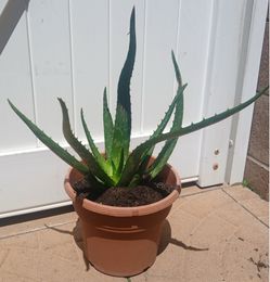 Aloe Vera medicine plant original