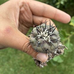 Copiapoa Cinerea Black Spines Rare Beautiful Cactus Plant 