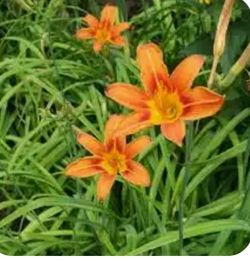 #45   Orange Ditch Lily 5gal, 20" Tall