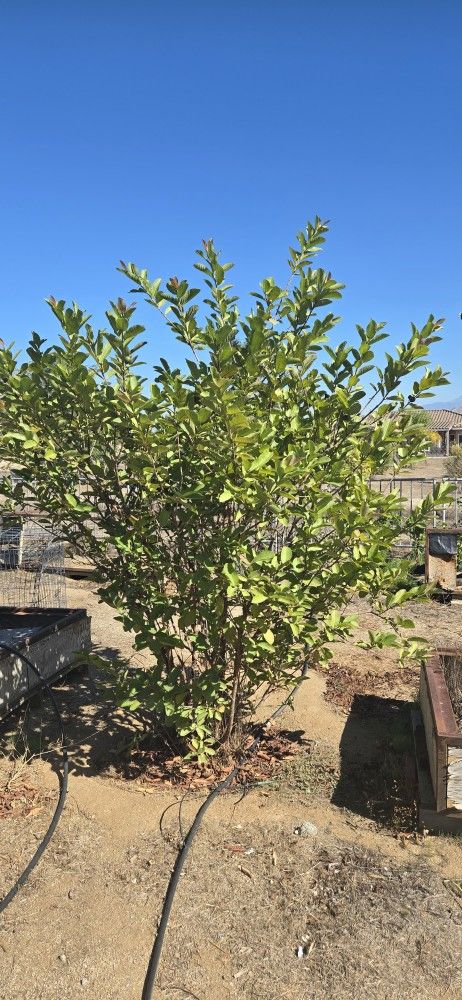 Plants For Sale. Read Description.