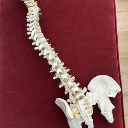Life-Size Skeleton Of Spine And Pelvis