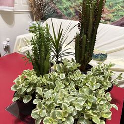 🌿Beginner-friendly houseplants🩷Super Hardy Variegated Peperomia  Plant🌿PLS Read Description🩷