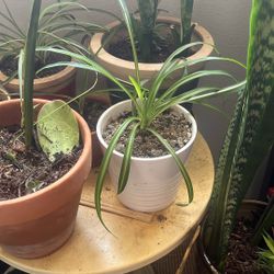 Spider plant