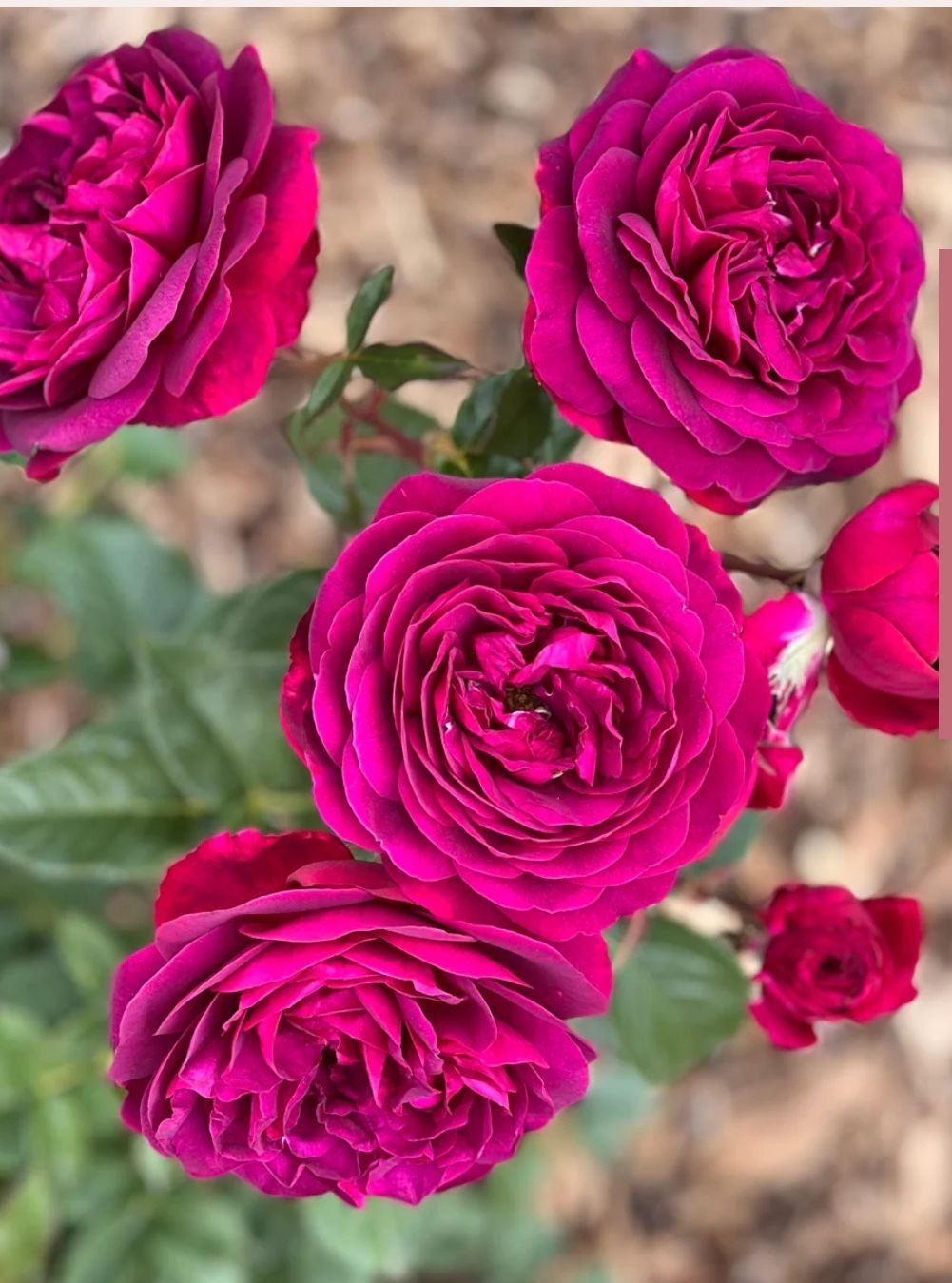 Celestial Night Rose Plant In 1 Gallon Pot. Pick Up In Millbrae