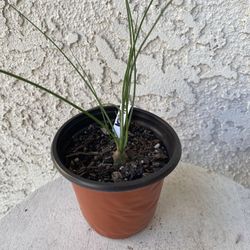 4 Inch Pot Rare Succulent Plant - Albuca Polyphylla - Augrabies Hills - Rooted & Established - Drought Resistant - 🪴