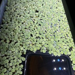 Water spangles floating aquarium plants