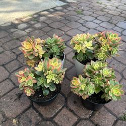 Variegated Succulent