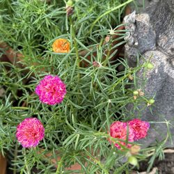 Moss Rose with Multi Petals
