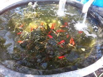 Pond and fish