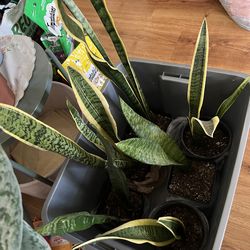 Plants for indoors $12 each
