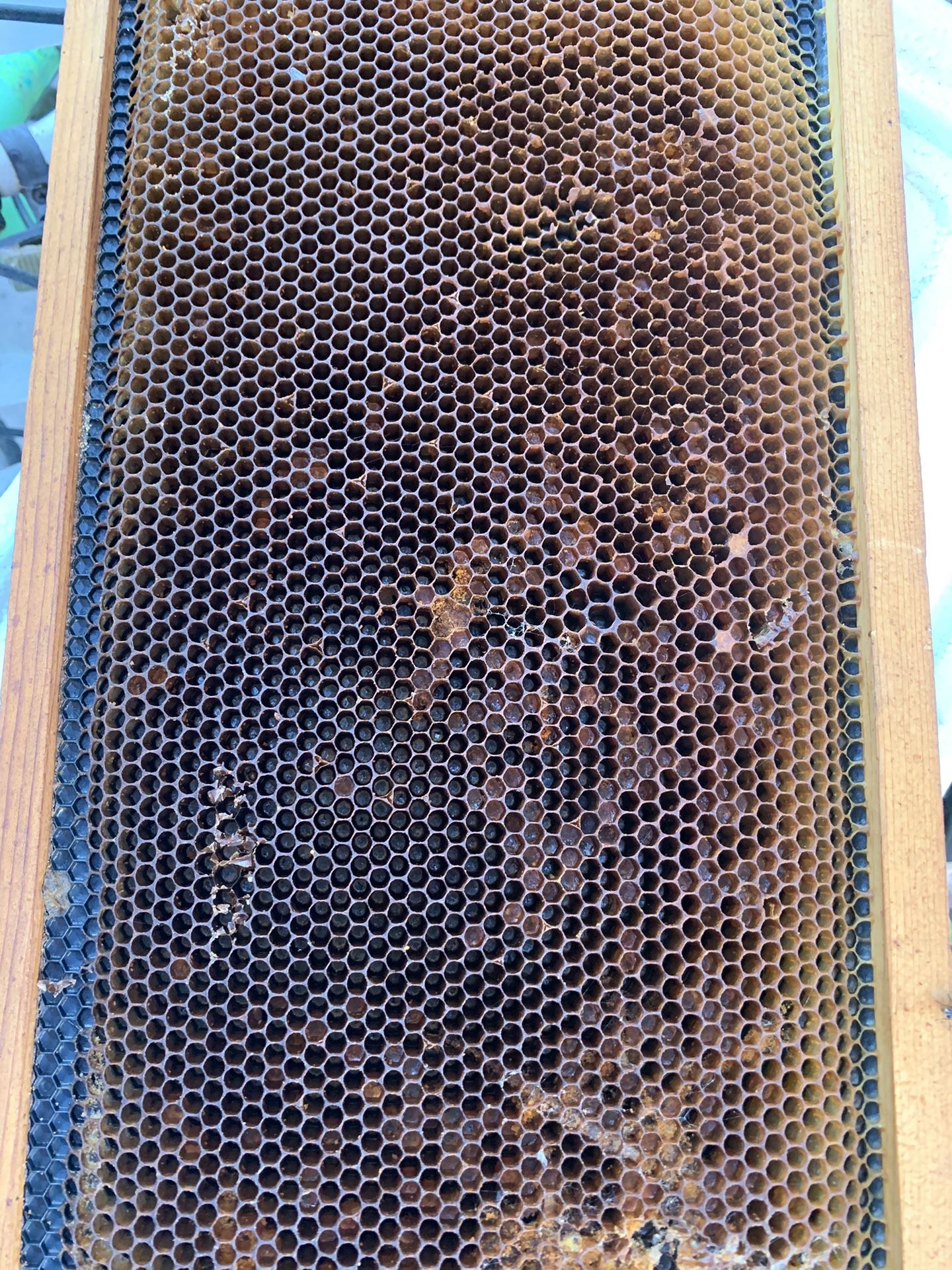 Bee Frame