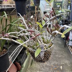 Dendrobium Anosmum (Phi điệp) (Có mùi thơm) Orchid Flower (Fragrant)