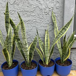 Snake Plant 15 Each 