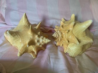 Seashells Decor
