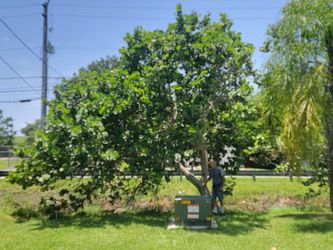 4x Sea Grape trees 1k each