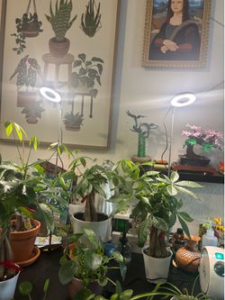 Money tree plants ( Pachira Aquatica )
