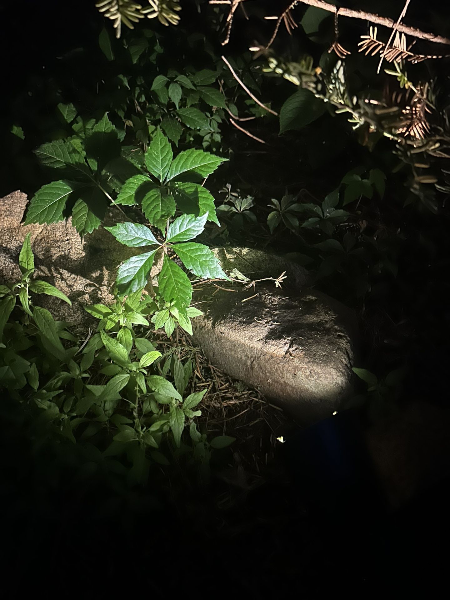 All Weather, Outdoor, Solar Powered Stake Lights