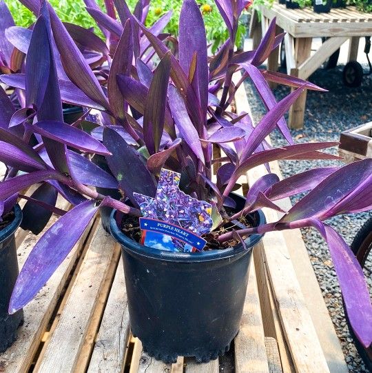 Beautiful Purple Heart Succulent Plants - Tradescantia Pallida 💜🌿