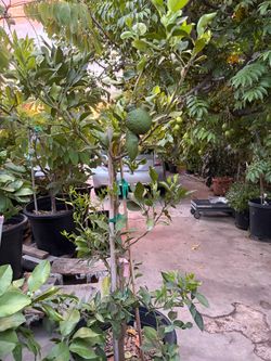 Cây Quýt Sumo Shiranui Mandarin Citrus Tree – 15 Gallon Pot