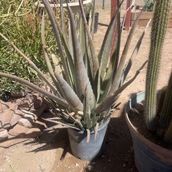 The Thorny Cactus Plant