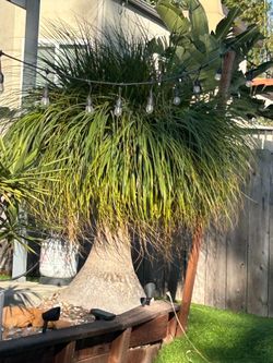 Elephant Foot tree