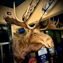 Massive Trophy Class Bull Moose Taxidermy Shoulder Mount