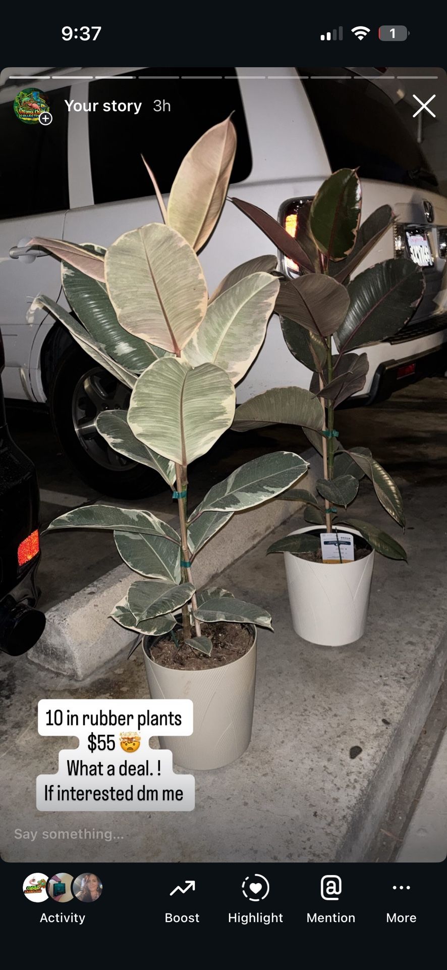 Ficus Rubber Plants Live