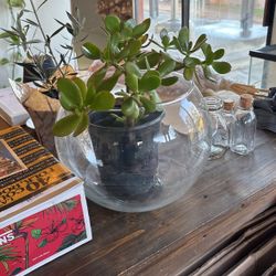 TERRARIUM BOWL WITH JADE 