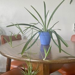 Spider Plant