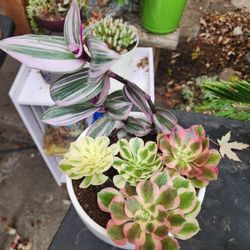 SUCCULENT AOENIUMS  PLANT SALE THIS WEEK IN SAN LORENZO