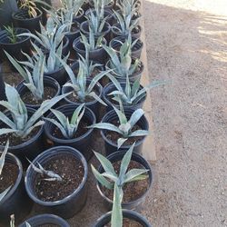 Blue Agave In A 5 Gallon Container For Just $25