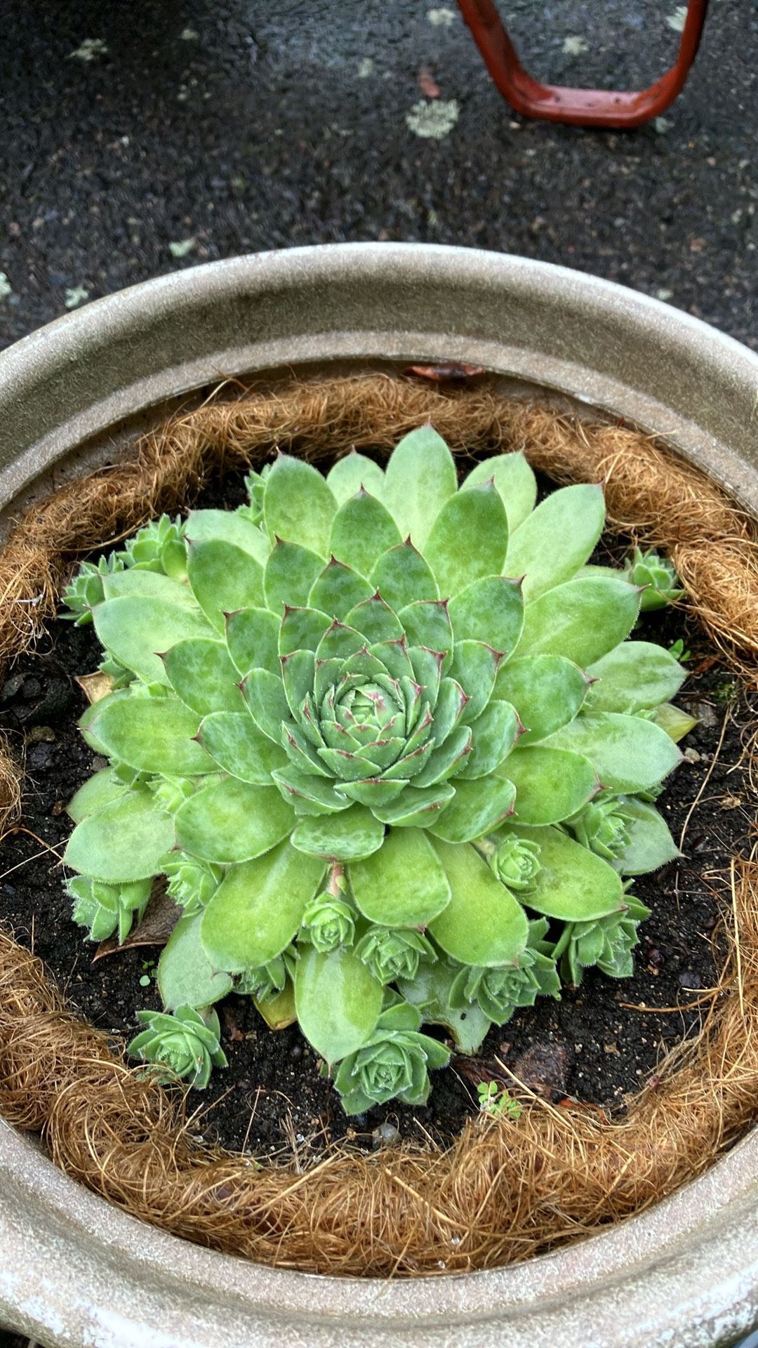 Plants - Hen & Chicks (super Healthy!)