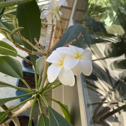 Plumeria Plant White/Yellow Flowers