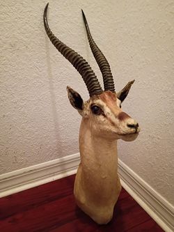 African gazelle antelope taxidermy trophy mount antique oddity
