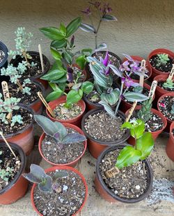 Succulents And More